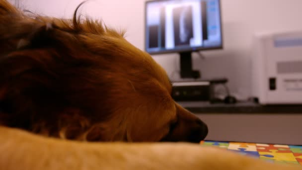 Hund liggande på en operation tabell — Stockvideo