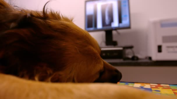 Dog lying on an operation table — Stock Video