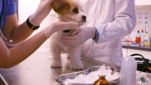 Veterinären undersöker hunden — Stockvideo