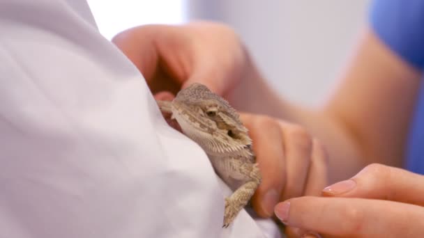 Detailní záběr dvou veterináři mazlení ještěrka — Stock video