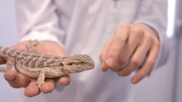 Close up of vet pointing a lizard — Stock Video