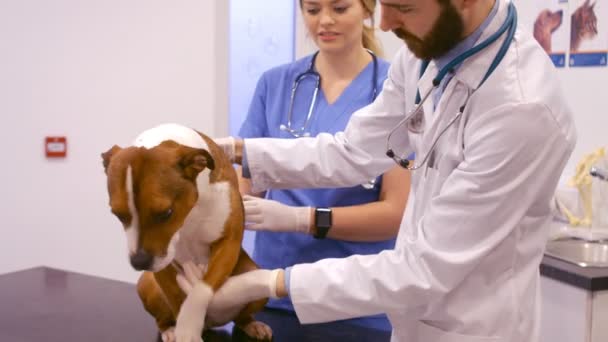 Veterinario examinando al perro — Vídeos de Stock