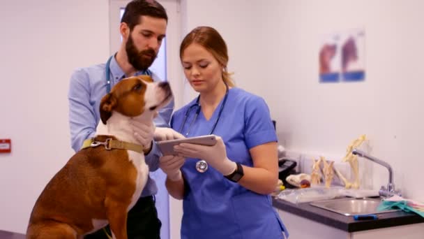 Veterinario examinando al perro — Vídeos de Stock