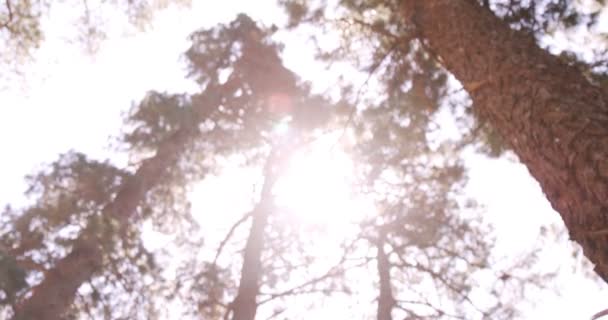 在森林里指着不远处的徒步旅行者夫妇 — 图库视频影像