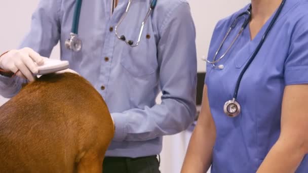 Ветеринар оглядає собаку — стокове відео