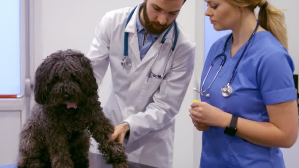 Ветеринар оглядає собаку — стокове відео