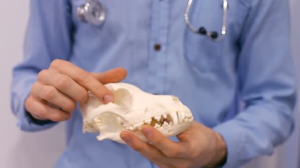 Veterinären undersöker skelettet av en sällskapsdjur — Stockvideo