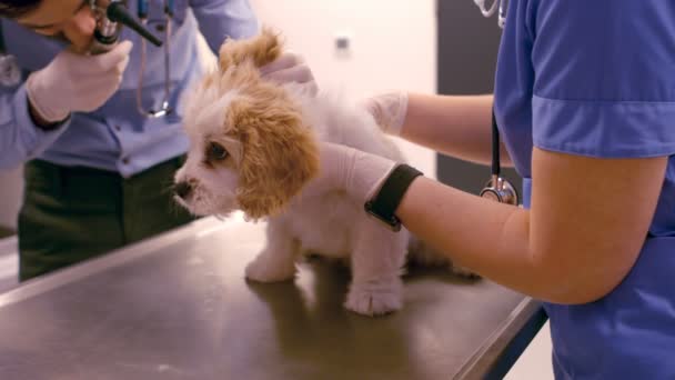 Veterinären undersöker hunden — Stockvideo