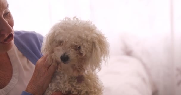 Senior mujer acariciando un perro — Vídeos de Stock