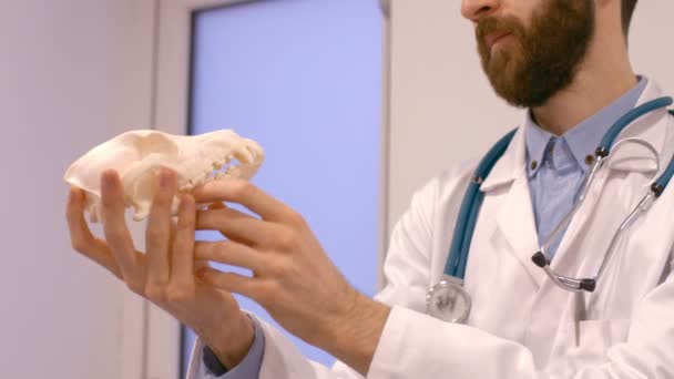 A evde beslenen hayvan iskelet inceleyerek veteriner — Stok video
