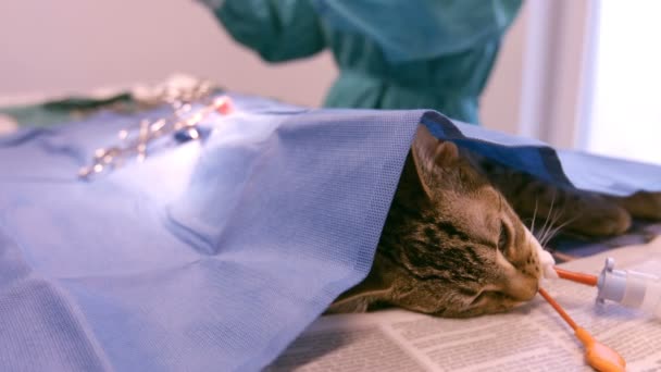 Veterinario che opera un gatto — Video Stock