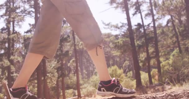 Couple is walking in the forest — Stock Video