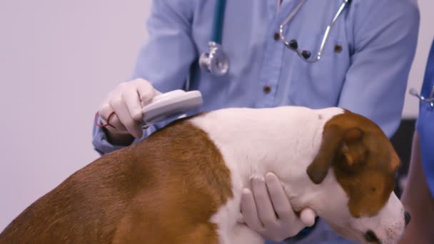 Veterinären undersöker hunden — Stockvideo