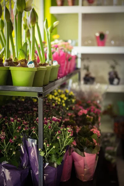 Pote da planta arranjado na prateleira da flor — Fotografia de Stock