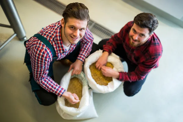 Brewers examining grains — Stock Photo, Image