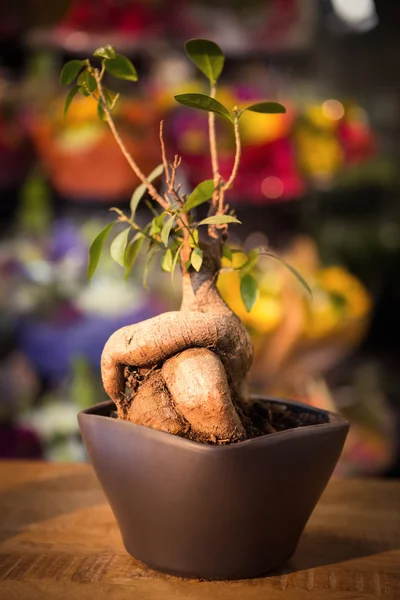 Primo piano del vaso vegetale — Foto Stock