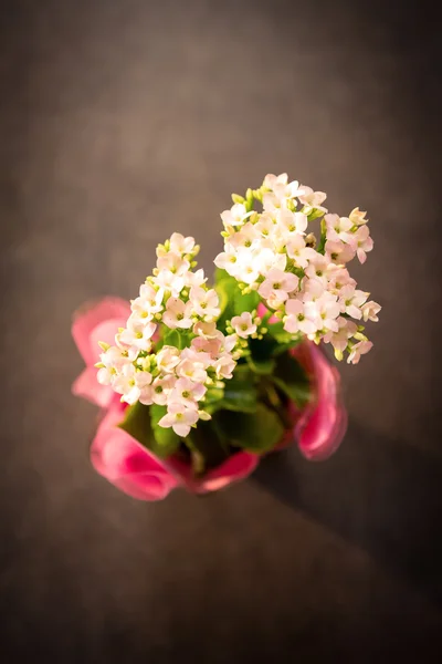 Primo piano del vaso vegetale — Foto Stock