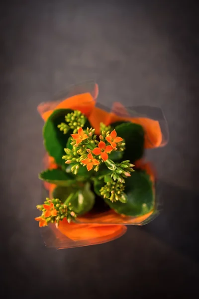 Close-up of plant pot — Stock Photo, Image