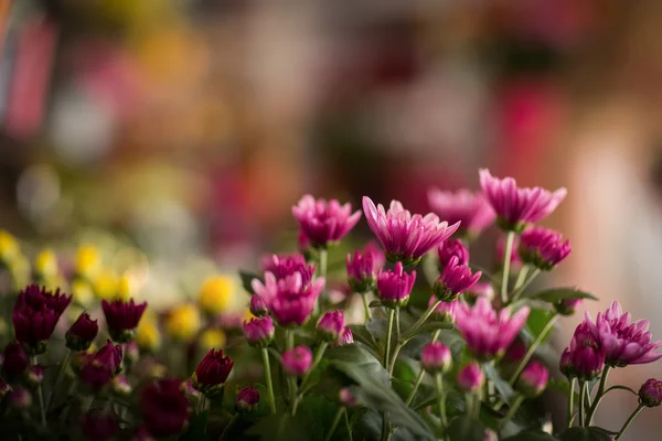 Цветы в цветочном магазине — стоковое фото