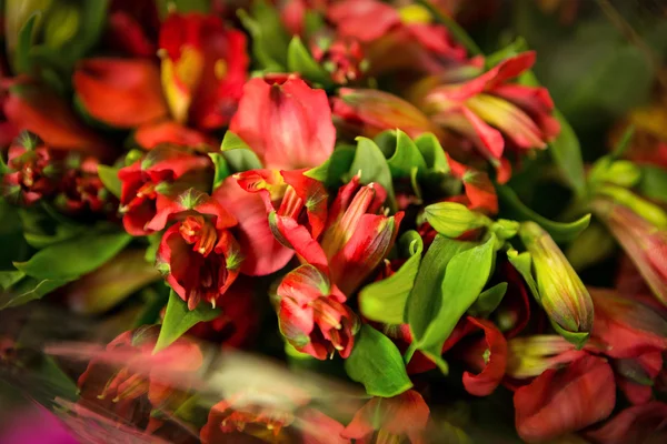 Close-up de buquê de flores — Fotografia de Stock