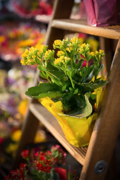 Close-up de vaso de plantas — Fotografia de Stock