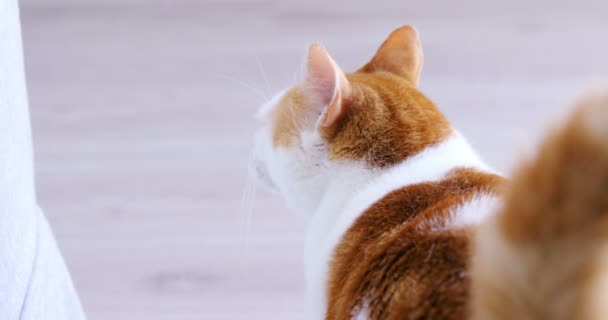 Gatos a olhar para a CÂMARA — Vídeo de Stock