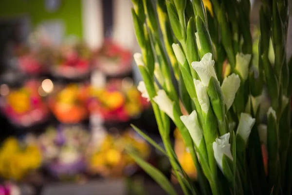 Gros plan de la fleur blanche — Photo