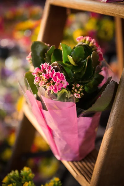 Close-up de vaso de plantas — Fotografia de Stock