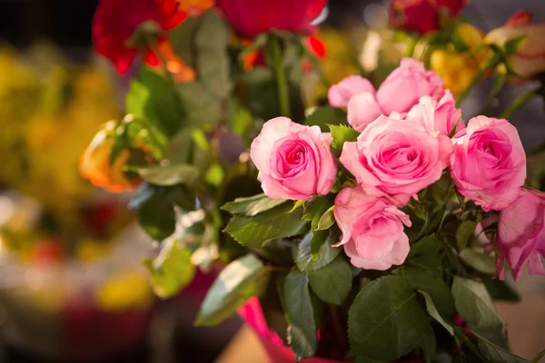 Close-up van roze rozen — Stockfoto