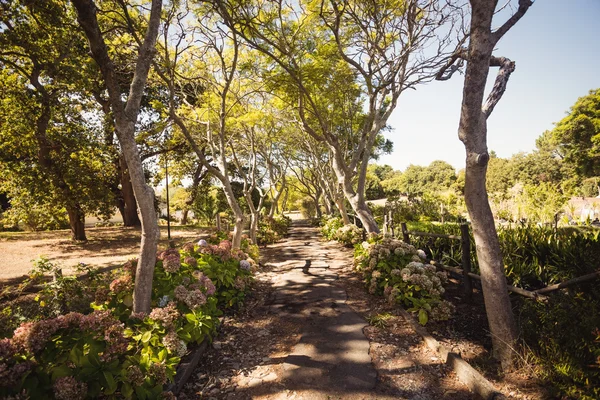 Focus on park with trees — Stock Photo, Image