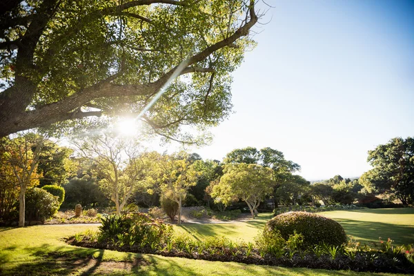 Bild eines Parks mit Bäumen ohne Menschen — Stockfoto