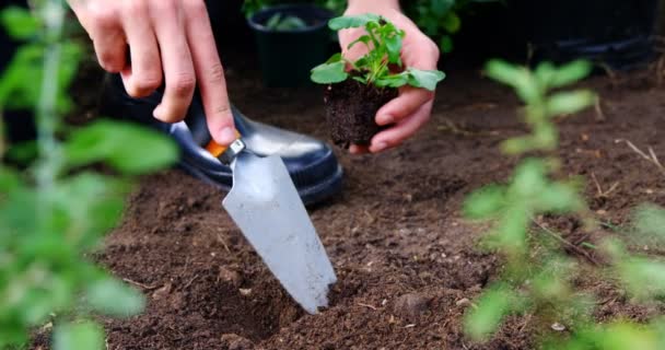 Gardener planting sapling in garden — Stock Video