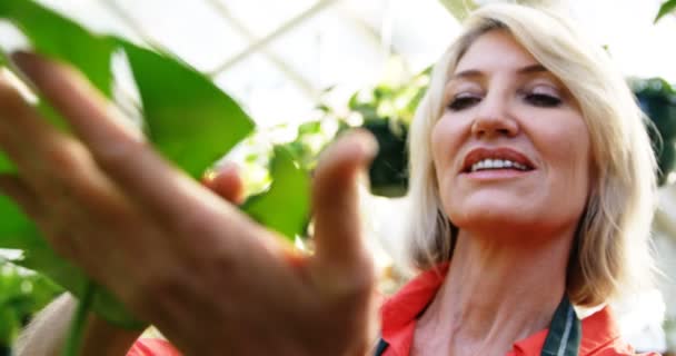 Érett nő növény ellenőrzése — Stock videók