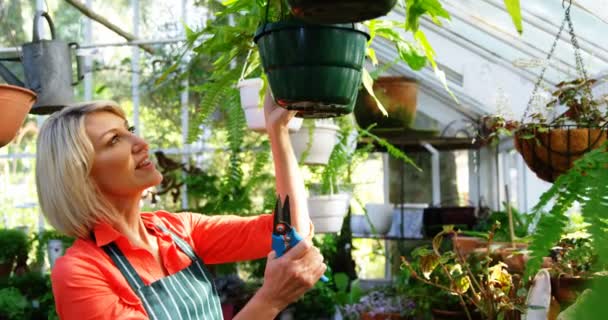 成熟的女人修剪植物 — 图库视频影像