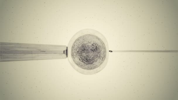 Ovulo gris siendo fertilizado por esperma — Vídeos de Stock