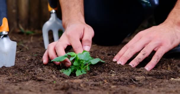 Jardinero plantación de plantones en el jardín — Vídeos de Stock