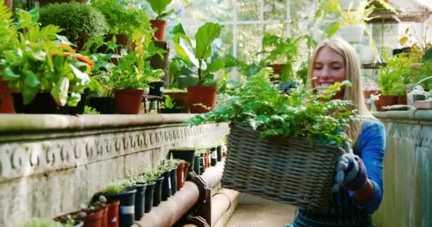 Beautiful holding wicker basket with fresh plant — Stock Video