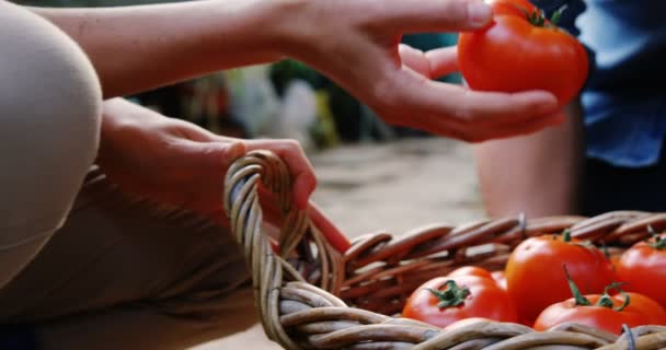 Gardener offering tomato to man — Stock Video
