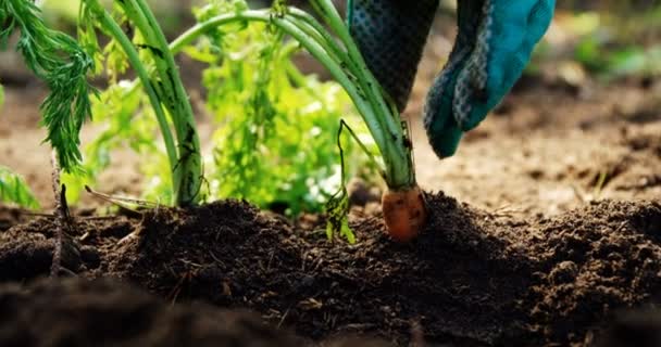 Persona cultivando zanahoria — Vídeo de stock