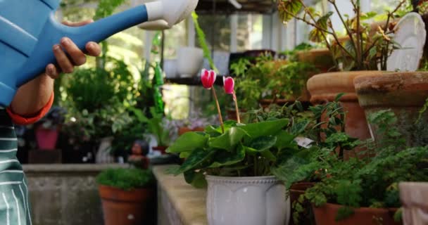 Mujer madura regadera planta — Vídeo de stock