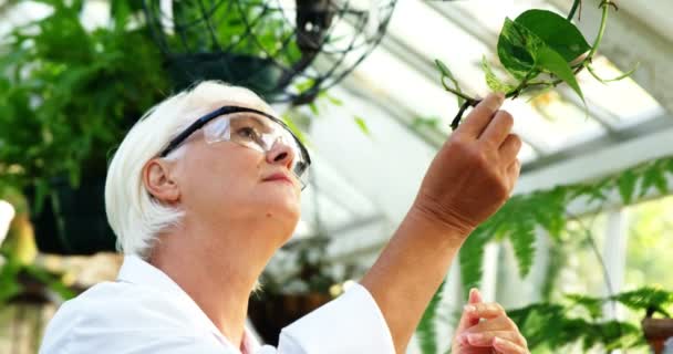 Női tudós növények ellenőrzése — Stock videók