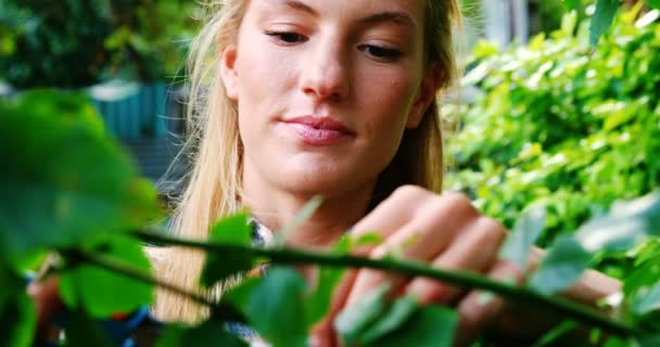 Woman pruning a plant with pruning shears — Stock Video