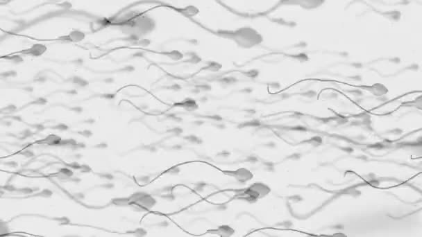 Rörliga äggceller att befruktas av spermier — Stockvideo