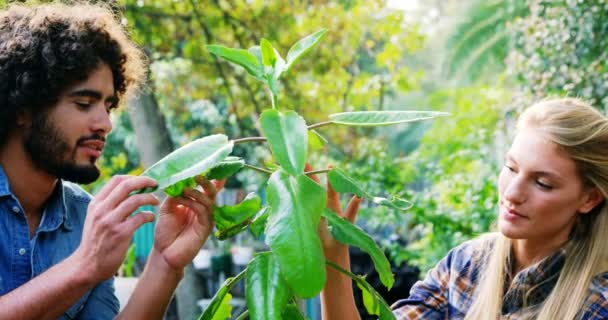 Jardineros mirando a la planta — Vídeo de stock