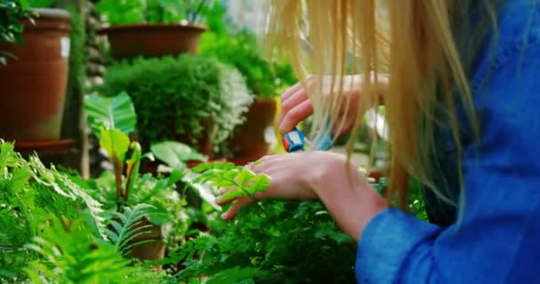 Beautiful woman pruning a plant with pruning shears — Stock Video