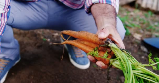 Hombre cultivando una zanahoria en casa de jardín — Vídeos de Stock