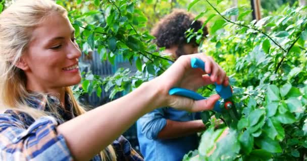 잘라내는 위와 식물을 가지 치기 하는 여자 — 비디오