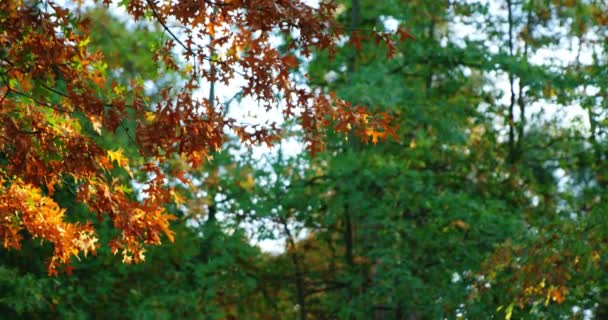 Vista de las hojas de arce en otoño — Vídeos de Stock