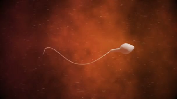 Перемещение яйцеклетки оплодотворяется спермой — стоковое видео