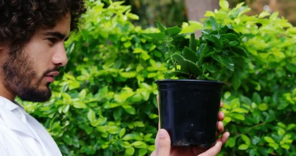 Hombre mirando planta de marihuana — Vídeos de Stock